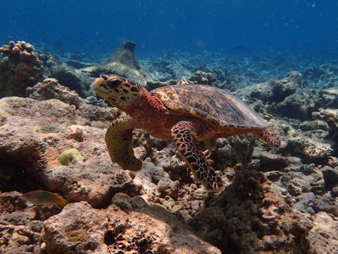 Hawksbill Turtle, Vilamendhoo, Maldives
