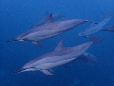 Striped Dolphin, Mauritius