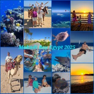 Holidays, Egypt, Camel