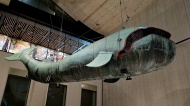 Wien, Museum, Walfisch, Prater