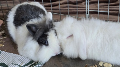 Bunnies, Lilo, Bugs, Family, Home