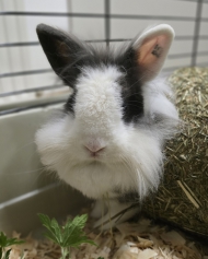 Heim, Familie, Bugs Bunny