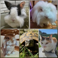 Heim, Familie, Bugs,Lilo,Stitch,Max,Minky
