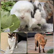 Heim, Familie, Liebe, Bugs, Lilo, Stitch, Max, Minky