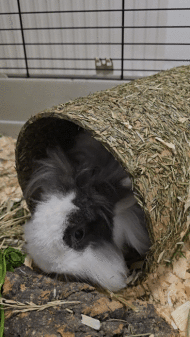 Home, Pets, Love, Bunnies,  Bugs