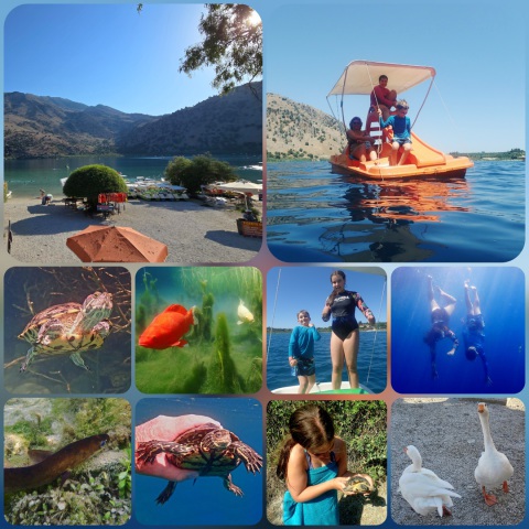 Kournas, Lake, Sweetwater, Crete, Turtles