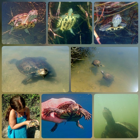 Kournas, Lake, Sweetwater, Crete, Turtles