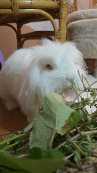 Home, Pets, Love, Bunnies,  Lilo